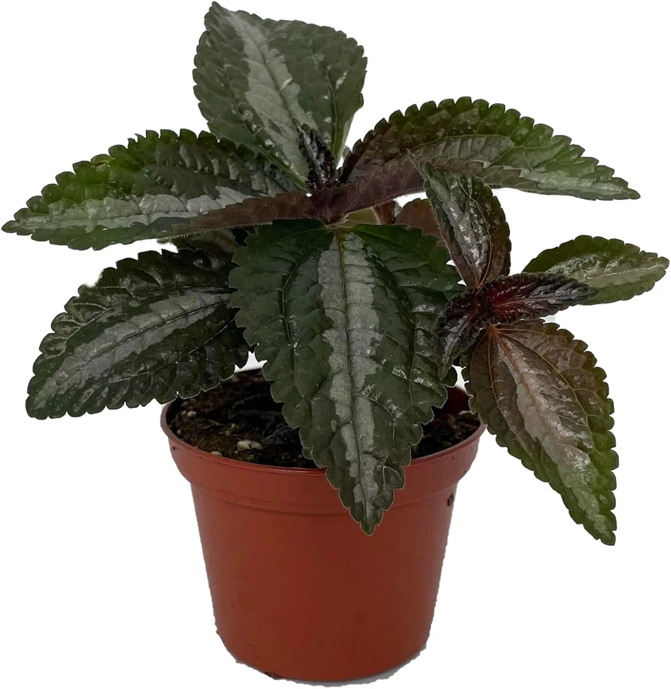 Pilea Spruceana 'Silver Tree' Live Plant - Friendship Plant - 2.5" Pot - Indoor/Outdoor - Image 1