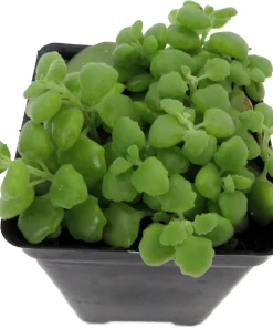 Pillow Plant Live Plant - Plectranthus Prostratus - 2.5" Pot Houseplant - Image 2