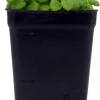 Pillow Plant Live Plant - Plectranthus Prostratus - 2.5" Pot Houseplant - Image 1