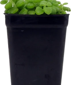 Pillow Plant Live Plant - Plectranthus Prostratus - 2.5