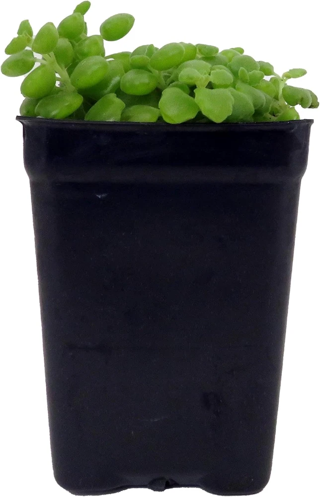 Pillow Plant Live Plant - Plectranthus Prostratus - 2.5" Pot Houseplant - Image 1