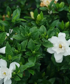 Pillow Talk Gardenia Live Plant - Fragrant White Flowers, 4 inch Pot, Zones 7-10 - Image 2