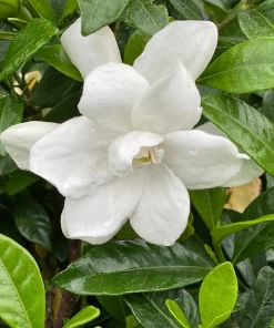 Pillow Talk Gardenia Live Plant - Fragrant White Flowers, 4 inch Pot, Zones 7-10 - Image 3