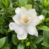 Pillow Talk Gardenia Live Plant - Fragrant White Flowers, 4 inch Pot, Zones 7-10 - Image 1