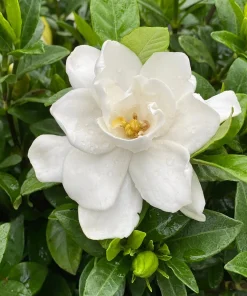 Pillow Talk Gardenia Live Plant - Fragrant White Flowers, 4 inch Pot, Zones 7-10 - Image 1