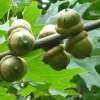 Pin Oak - Starter Plug-Grown Seedlings (10-Pack) - Image 1