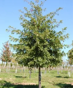 Pin Oak Tree Live Plant - 12-18 inch Tall, 4 inch Pot - Quercus Palustris - Image 2