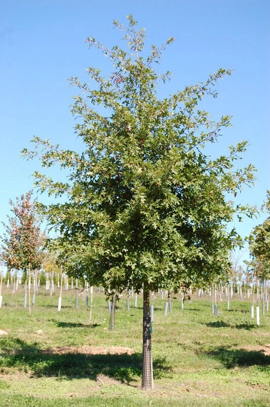 Pin Oak Tree Live Plant - 12-18 inch Tall, 4 inch Pot - Quercus Palustris - Image 2