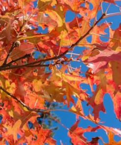 Pin Oak Tree Live Plant - 12-18 inch Tall, 4 inch Pot - Quercus Palustris - Image 3