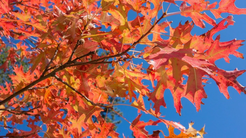 Pin Oak Tree Live Plant - 12-18 inch Tall, 4 inch Pot - Quercus Palustris - Image 3