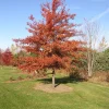 Pin Oak Tree Live Plant - 12-18 inch Tall, 4 inch Pot - Quercus Palustris - Image 1