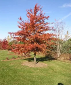 Pin Oak Tree Live Plant - 12-18 inch Tall, 4 inch Pot - Quercus Palustris - Image 1