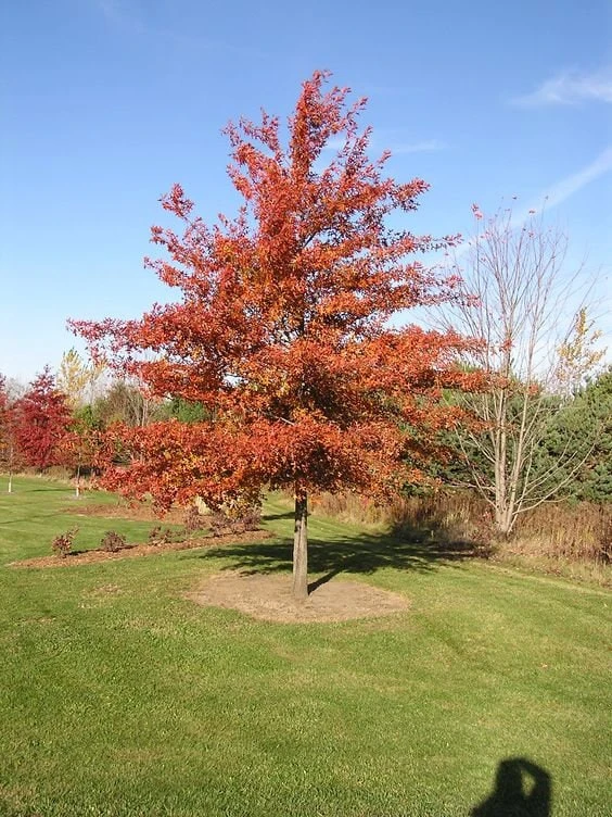 Pin Oak Tree Live Plant - 12-18 inch Tall, 4 inch Pot - Quercus Palustris - Image 1