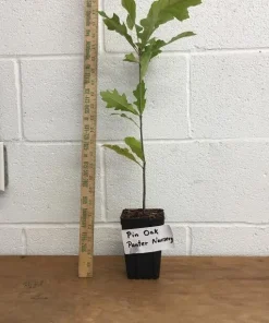 Pin Oak Tree Live Plant - 12-18 inch Tall, 4 inch Pot - Quercus Palustris - Image 4