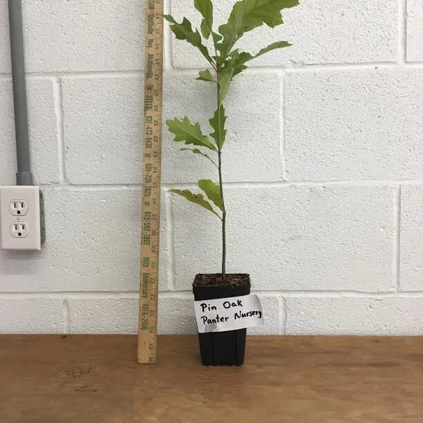 Pin Oak Tree Live Plant - 12-18 inch Tall, 4 inch Pot - Quercus Palustris - Image 4