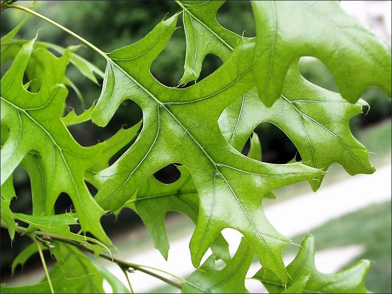 Pin Oak Tree Live Plant - 12-18 inch Tall, 4 inch Pot - Quercus Palustris - Image 5