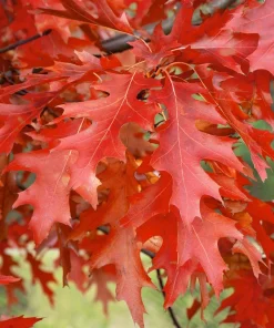 Pin Oak Tree Live Plant - 12-18 inch Tall, 4 inch Pot - Quercus Palustris - Image 6