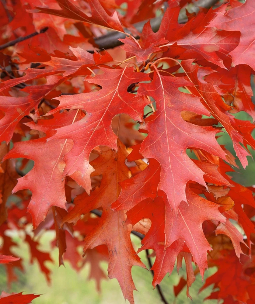 Pin Oak Tree Live Plant - 12-18 inch Tall, 4 inch Pot - Quercus Palustris - Image 6