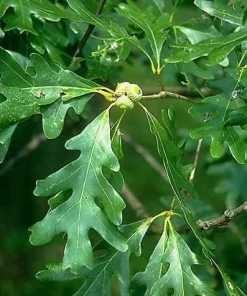 Pin Oak Tree Live Plant - 12-18 inch Tall, 4 inch Pot - Quercus Palustris - Image 7