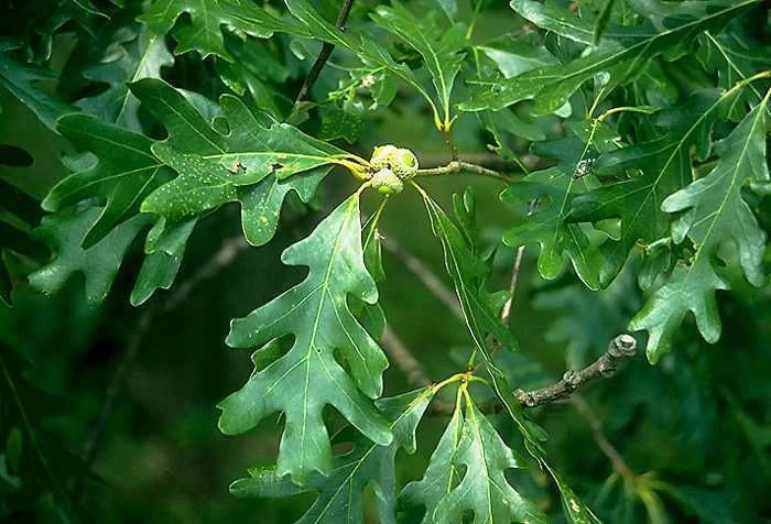Pin Oak Tree Live Plant - 12-18 inch Tall, 4 inch Pot - Quercus Palustris - Image 7