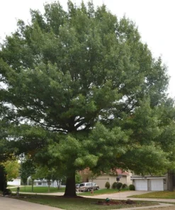 Pin Oak Tree Live Plant - 12-18 inch Tall, 4 inch Pot - Quercus Palustris - Image 8