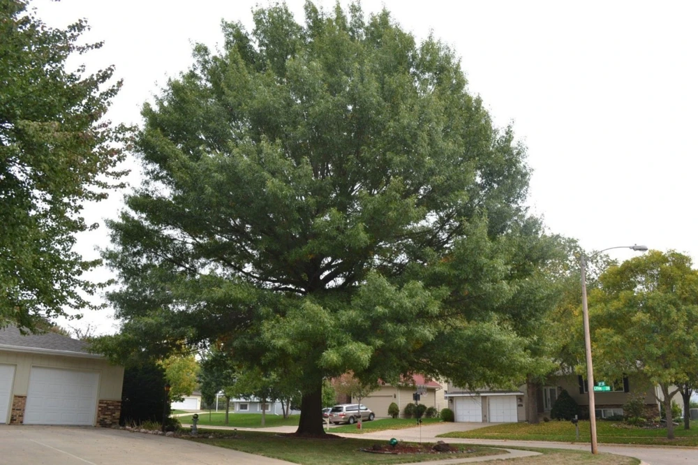 Pin Oak Tree Live Plant - 12-18 inch Tall, 4 inch Pot - Quercus Palustris - Image 8