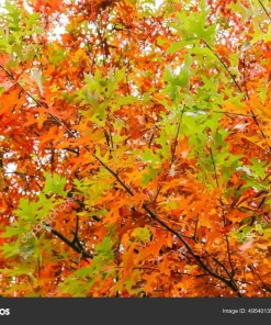 Pin Oak Tree Live Plant - 12-18 inch Tall, 4 inch Pot - Quercus Palustris - Image 9