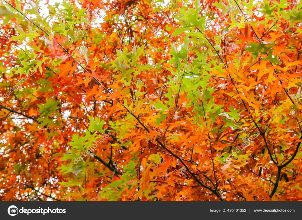 Pin Oak Tree Live Plant - 12-18 inch Tall, 4 inch Pot - Quercus Palustris - Image 9