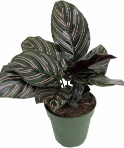 Pin Stripe Prayer Plant - Calathea Ornata Live Houseplant - 2.5