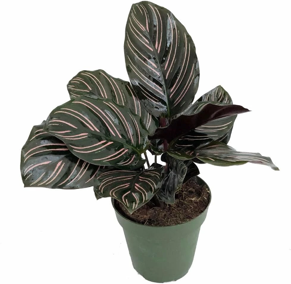 Pin Stripe Prayer Plant - Calathea Ornata Live Houseplant - 2.5" Pot - Image 2