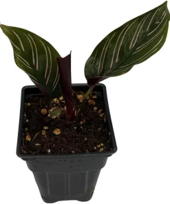 Pin Stripe Prayer Plant - Calathea Ornata Live Houseplant - 2.5