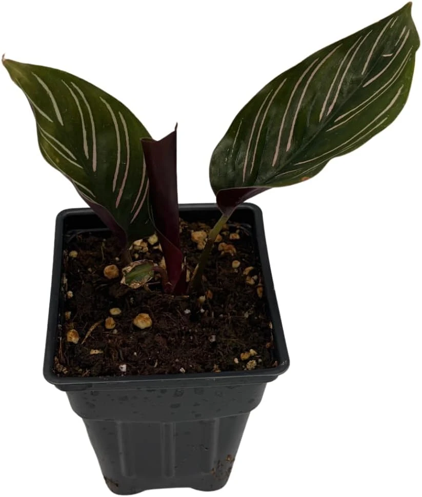 Pin Stripe Prayer Plant - Calathea Ornata Live Houseplant - 2.5" Pot - Image 3