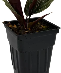 Pin Stripe Prayer Plant - Calathea Ornata Live Houseplant - 2.5