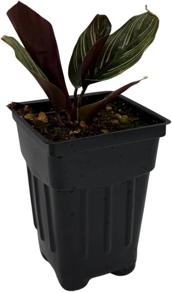 Pin Stripe Prayer Plant - Calathea Ornata Live Houseplant - 2.5" Pot - Image 4