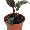 Pin Stripe Prayer Plant - Calathea Ornata Live Houseplant - 2.5" Pot - Image 1