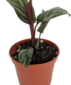 Pin Stripe Prayer Plant - Calathea Ornata Live Houseplant - 2.5