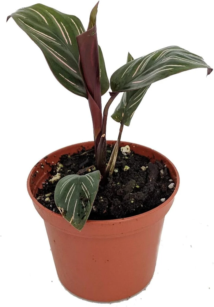 Pin Stripe Prayer Plant - Calathea Ornata Live Houseplant - 2.5" Pot - Image 1