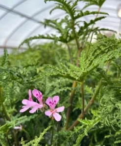 Pine Scented Geranium Live Plant - Pelargonium denticulatum - Quart Pot - Indoor/Outdoor - Image 2