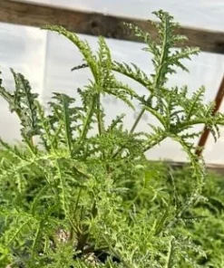 Pine Scented Geranium Live Plant - Pelargonium denticulatum - Quart Pot - Indoor/Outdoor - Image 3