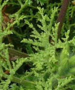 Pine Scented Geranium Live Plant - Pelargonium denticulatum - Quart Pot - Indoor/Outdoor - Image 4