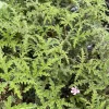 Pine Scented Geranium Live Plant - Pelargonium denticulatum - Quart Pot - Indoor/Outdoor - Image 1