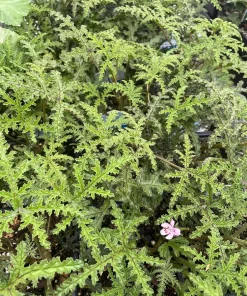 Pine Scented Geranium Live Plant - Pelargonium denticulatum - Quart Pot - Indoor/Outdoor - Image 1