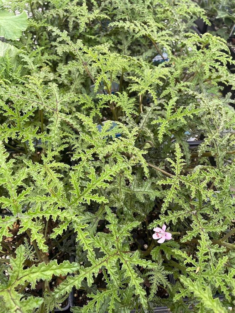Pine Scented Geranium Live Plant - Pelargonium denticulatum - Quart Pot - Indoor/Outdoor - Image 1