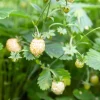 Pineapple Crush Alpine Strawberry Seeds - 20 Everbearing Fragaria Vesca Seeds for Garden - Image 1