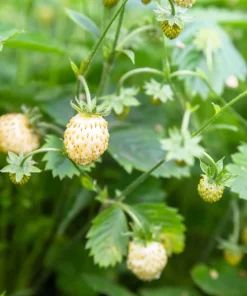 Pineapple Crush Alpine Strawberry Seeds - 20 Everbearing Fragaria Vesca Seeds for Garden - Image 1