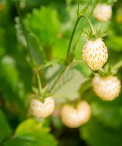 Pineapple Crush Alpine Strawberry Seeds - 20 Everbearing Fragaria Vesca Seeds for Garden - Image 2