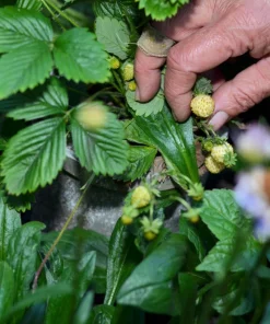 Pineapple Crush Alpine Strawberry Seeds - 20 Everbearing Fragaria Vesca Seeds for Garden - Image 3