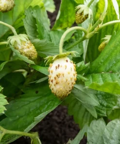 Pineapple Crush Alpine Strawberry Seeds - 20 Everbearing Fragaria Vesca Seeds for Garden - Image 4
