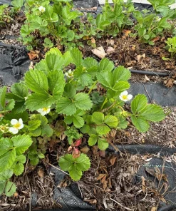 Pineapple Crush Alpine Strawberry Seeds - 20 Everbearing Fragaria Vesca Seeds for Garden - Image 5