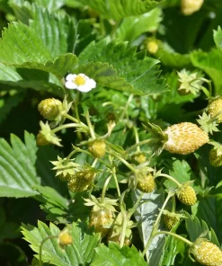 Pineapple Crush Alpine Strawberry Seeds - 20 Everbearing Fragaria Vesca Seeds for Garden - Image 6